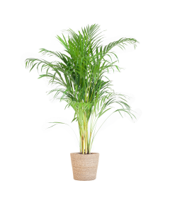 Areca palm